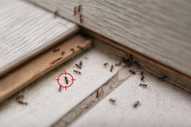 Best Residential Pest Control  in Frazer, PA